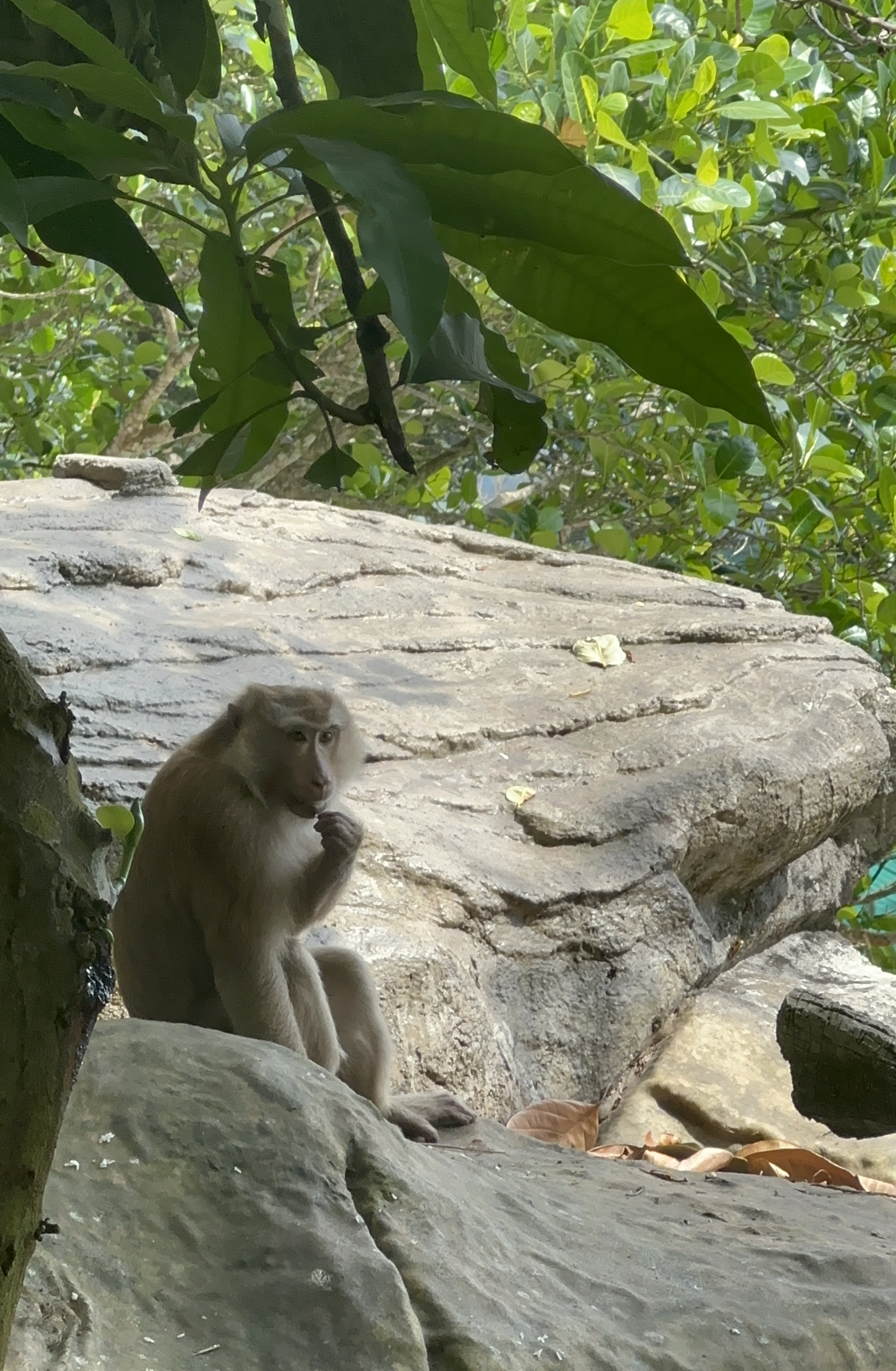 Monkeys in the island of Mu Ko Ang Thong