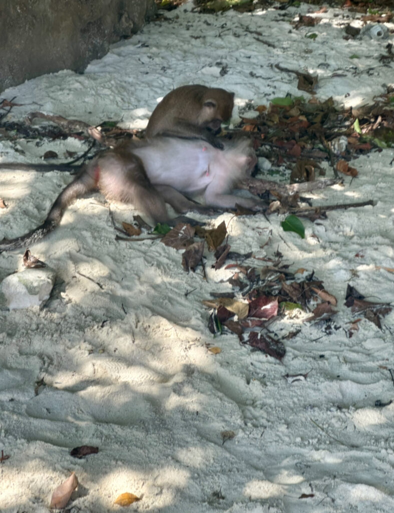 a monkey lying on the sand