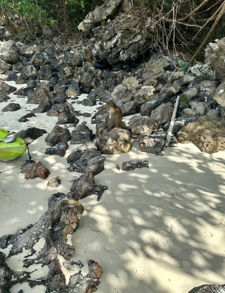 monkey beach