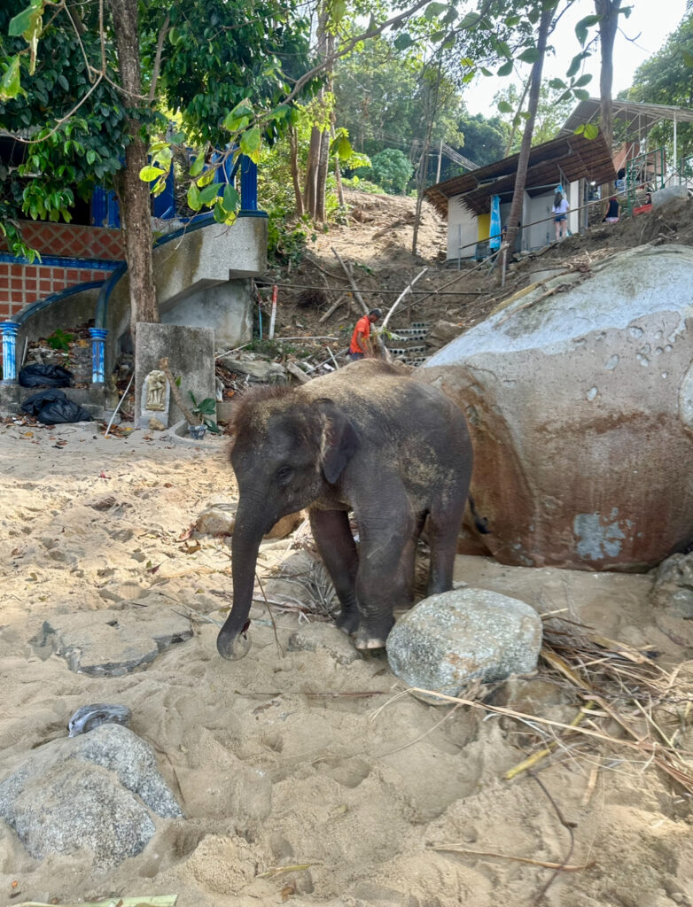 elephant phuket